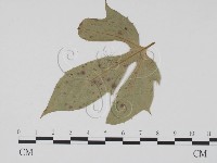 登錄號:F0011897藏品圖，第3張