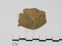 登錄號:F0011901藏品圖，第1張