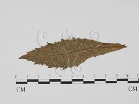 登錄號:F0011902藏品圖，第1張