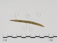 登錄號:F0011903藏品圖，第1張
