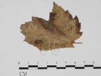 登錄號:F0011905藏品圖，第1張