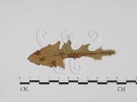 登錄號:F0011907藏品圖，第3張