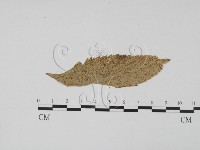 登錄號:F0011908藏品圖，第1張