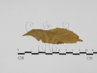 登錄號:F0011908藏品圖，第3張