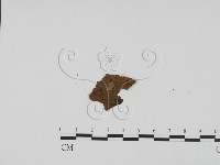 登錄號:F0011909藏品圖，第1張
