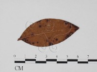 登錄號:F0011910藏品圖，第3張