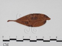 登錄號:F0011913藏品圖，第1張