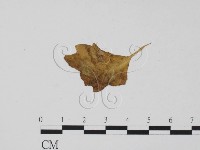 登錄號:F0011916藏品圖，第1張