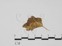 登錄號:F0011916藏品圖，第3張