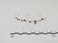 登錄號:F0011917藏品圖，第1張