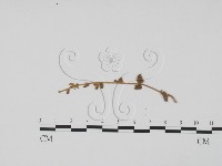 登錄號:F0011917藏品圖，第3張