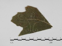 登錄號:F0011918藏品圖，第1張