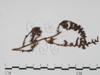 登錄號:F0011919藏品圖，第3張