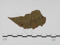 登錄號:F0011921藏品圖，第1張