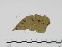 登錄號:F0011921藏品圖，第3張