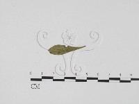 登錄號:F0011922藏品圖，第1張