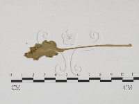 登錄號:F0011924藏品圖，第1張