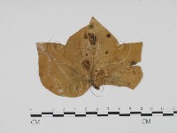 登錄號:F0011925藏品圖，第1張