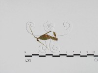 登錄號:F0011934藏品圖，第1張