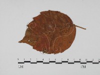 登錄號:F0011935藏品圖，第1張