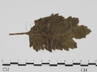 登錄號:F0011936藏品圖，第3張