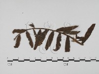 登錄號:F0011938藏品圖，第1張