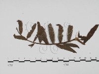 登錄號:F0011938藏品圖，第3張
