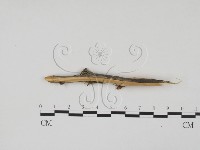登錄號:F0011946藏品圖，第1張