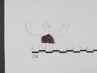 登錄號:F0011955藏品圖，第1張