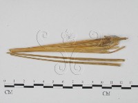 登錄號:F0011959藏品圖，第1張