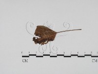 登錄號:F0011963藏品圖，第1張