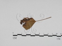 登錄號:F0011963藏品圖，第3張