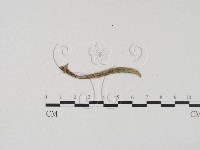 登錄號:F0011964藏品圖，第1張