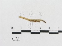 登錄號:F0011970藏品圖，第1張
