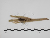 登錄號:F0011977藏品圖，第1張