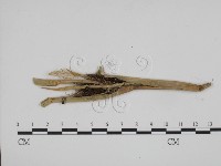 登錄號:F0011977藏品圖，第3張