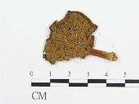登錄號:F0011978藏品圖，第1張