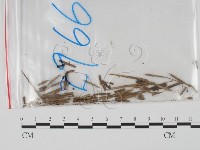 登錄號:F0011981藏品圖，第1張