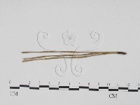 登錄號:F0011982藏品圖，第1張