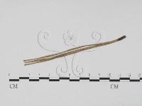 登錄號:F0011982藏品圖，第3張