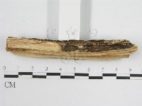 登錄號:F0011990藏品圖，第5張