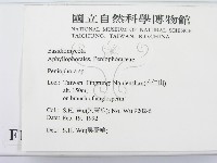筍殼菌屬藏品圖，第2張