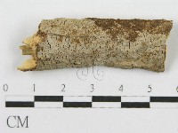 筍殼菌屬藏品圖，第3張