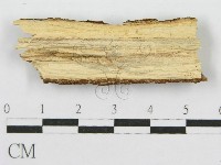 筍殼菌屬藏品圖，第4張