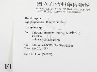 筍殼菌屬藏品圖，第2張