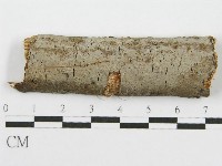 筍殼菌屬藏品圖，第1張