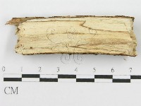 筍殼菌屬藏品圖，第3張