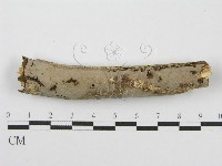 筍殼菌屬藏品圖，第1張