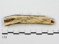 筍殼菌屬藏品圖，第3張