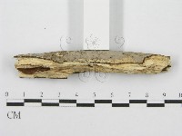 筍殼菌屬藏品圖，第4張